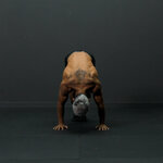 Sollevamenti scapolari in pike push ups